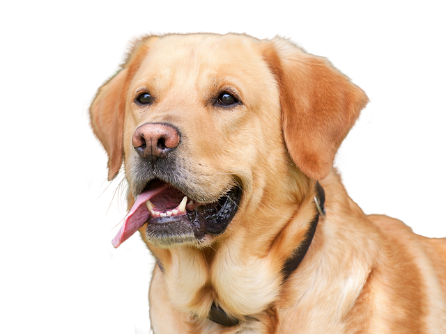 Why Does My Dog Lick My Face? Dog Behavior Actions