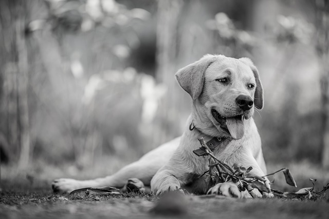 Why Does My Dog Lick My Face? Dog Behavior Actions