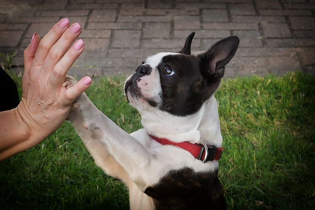 Is Lavender Safe for Dogs? Lavender Essential Oil