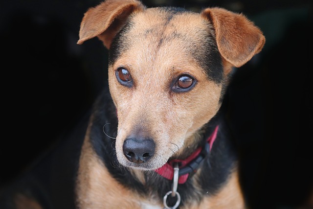 Cream long haired dachshund: Intelligent and Smart Family Companion
