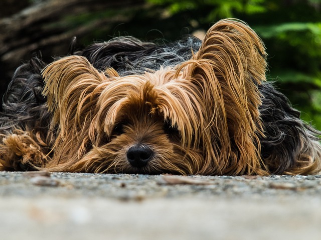 Is Lavender Safe for Dogs? Lavender Essential Oil