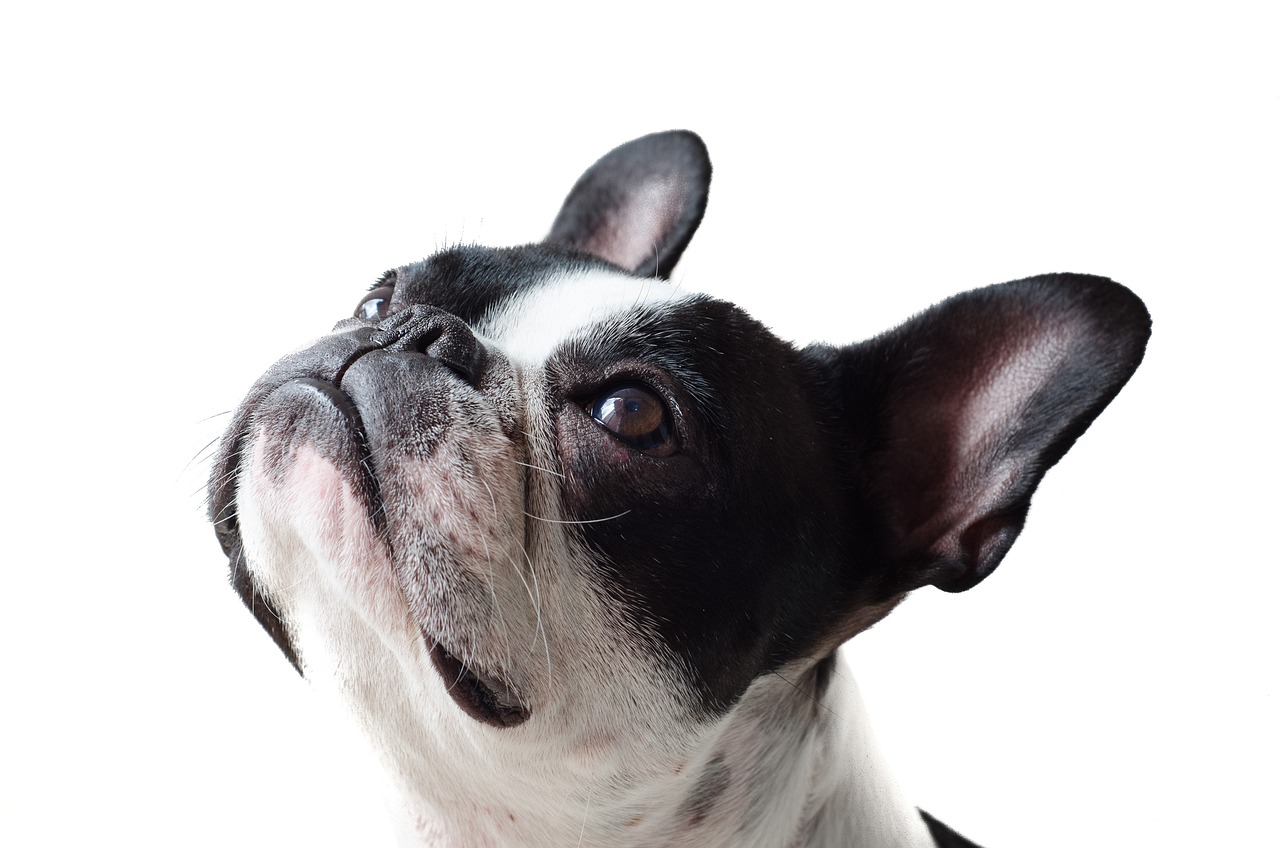 Learn About a Dog a Day - French Pit Bull Weiner Dog