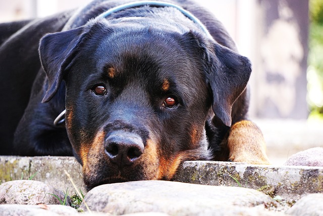Learn About a Dog a Day - The Worlds Biggest Rottweiler