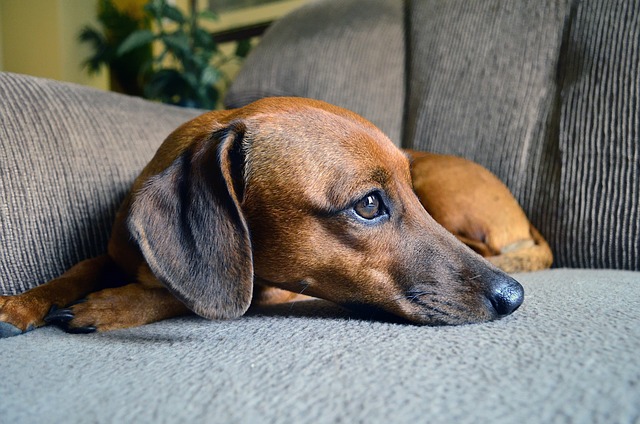 Cream long haired dachshund: Intelligent and Smart Family Companion