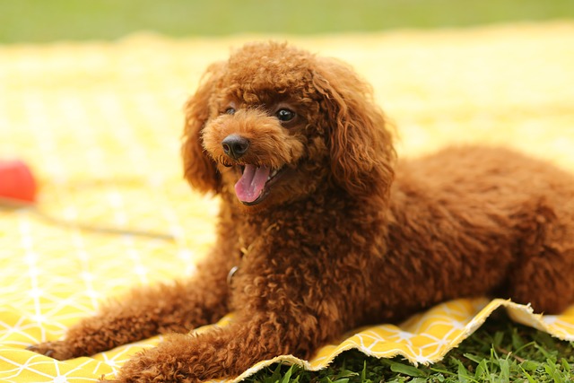 Why Is My Dogs Nose Running? Finding the Reasons