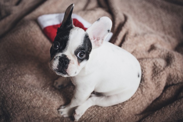 Why Is My Dogs Nose Running? Finding the Reasons