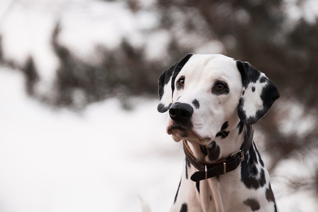 Long Haired Dalmatian Breeder: Methods of Raising Long Haired Dalmatians