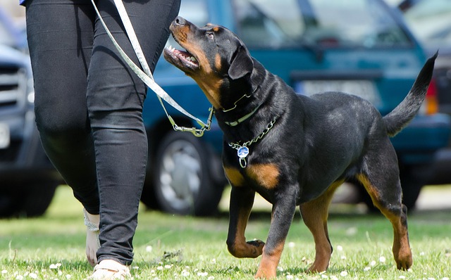 Learn About a Dog a Day - The Worlds Biggest Rottweiler