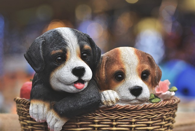 Why Is My Dogs Nose Running? Finding the Reasons