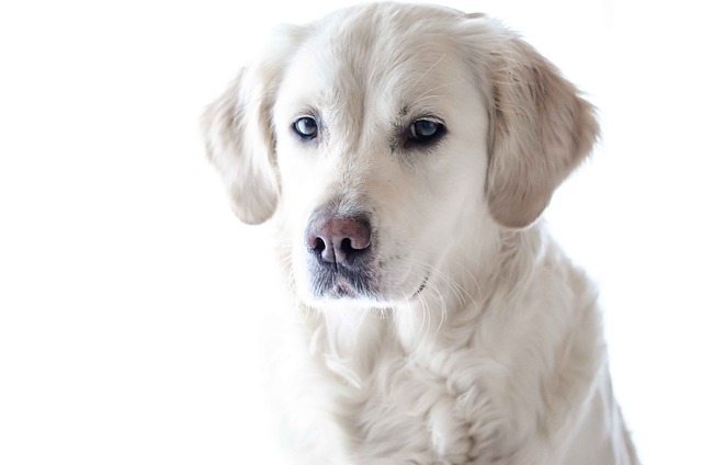 Is Lavender Safe for Dogs? Lavender Essential Oil