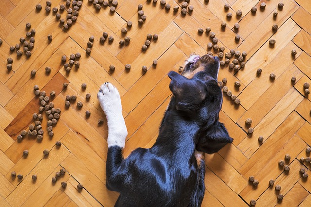Why Is My Dogs Nose Running? Finding the Reasons