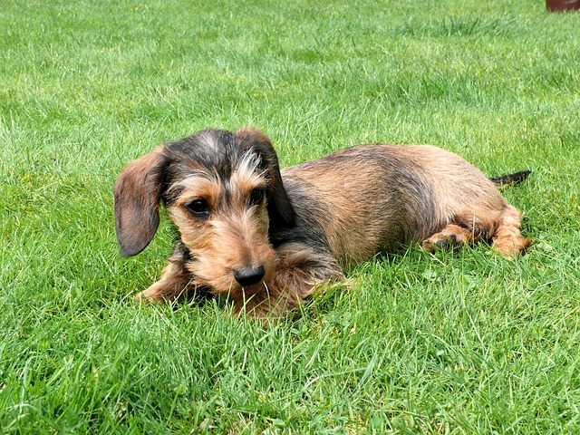 cream long haired dachshund