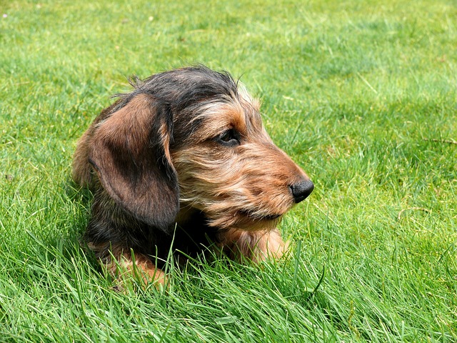 cream long haired dachshund