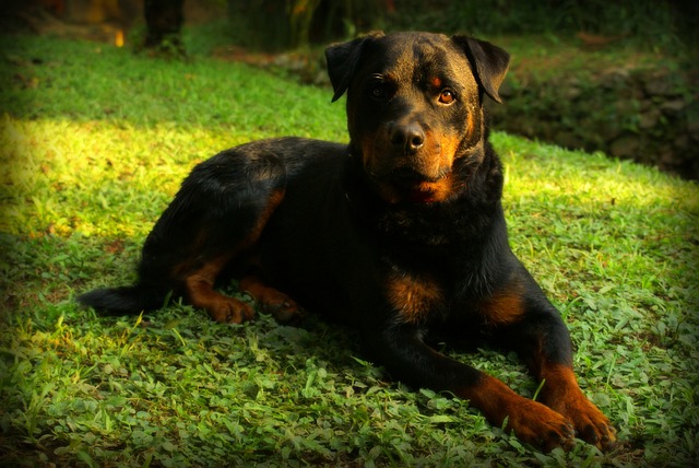 Learn About a Dog a Day - The Worlds Biggest Rottweiler