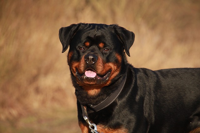 Learn About a Dog a Day - The Worlds Biggest Rottweiler