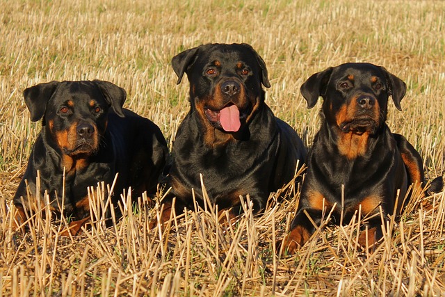 Learn About a Dog a Day - The Worlds Biggest Rottweiler