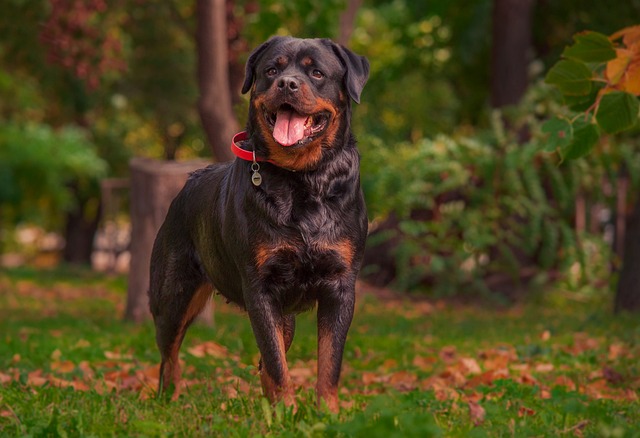 Learn About a Dog a Day - The Worlds Biggest Rottweiler