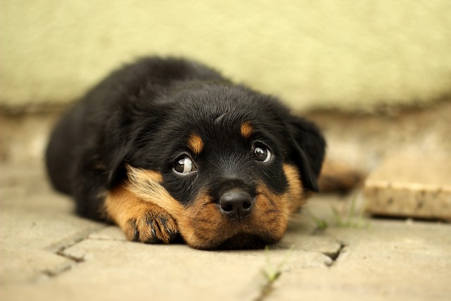 Learn About a Dog a Day - The Worlds Biggest Rottweiler