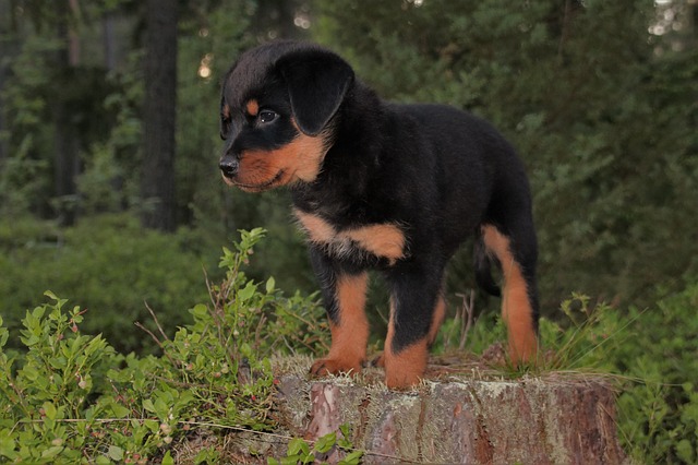 Learn About a Dog a Day - The Worlds Biggest Rottweiler