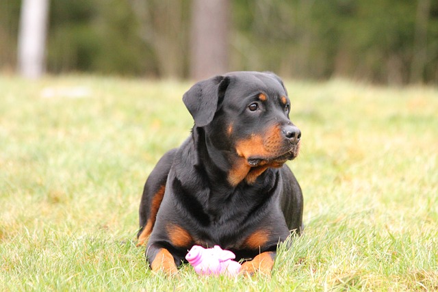 worlds biggest rottweiler