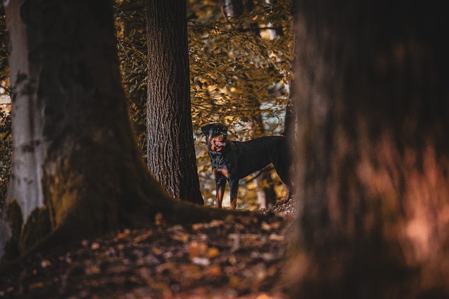 Learn About a Dog a Day - The Worlds Biggest Rottweiler