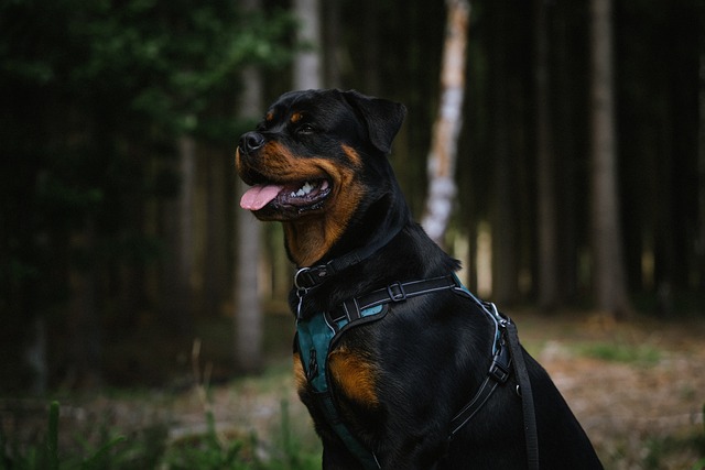 Learn About a Dog a Day - The Worlds Biggest Rottweiler