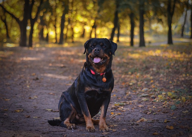 Learn About a Dog a Day - The Worlds Biggest Rottweiler