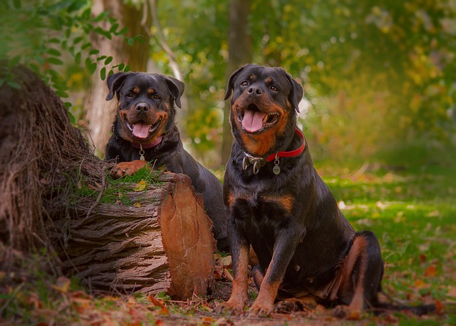 Learn About a Dog a Day - The Worlds Biggest Rottweiler