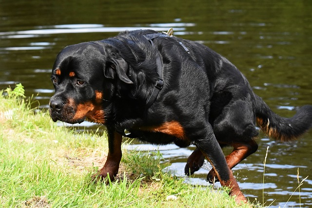 Learn About a Dog a Day - The Worlds Biggest Rottweiler