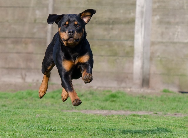 Learn About a Dog a Day - The Worlds Biggest Rottweiler