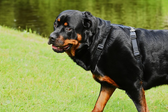 worlds biggest rottweiler