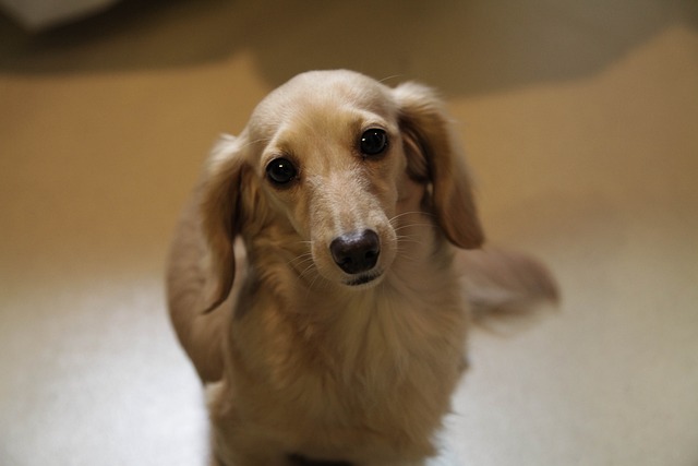 Cream long haired dachshund: Intelligent and Smart Family Companion