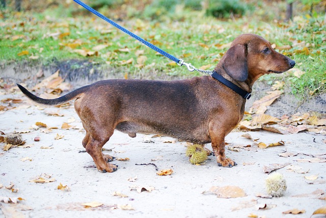 Cream long haired dachshund: Intelligent and Smart Family Companion