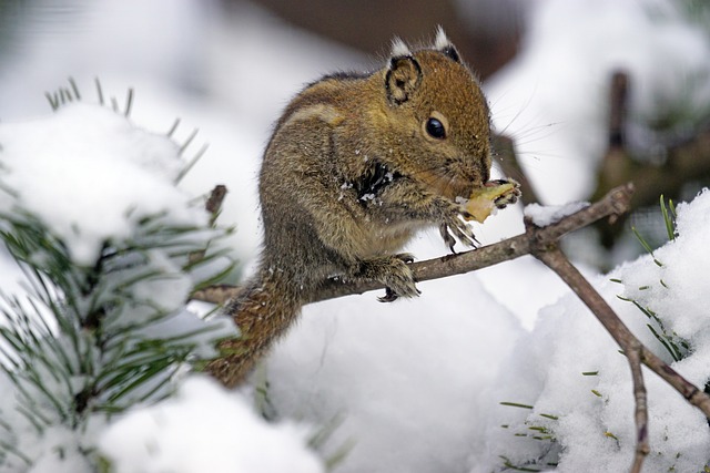 squirrel life expectancy