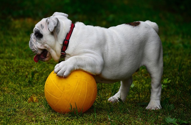 English Pit Bull Weiner Dog: Popular with the British