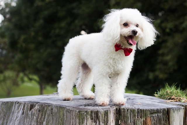 Why Is My Dogs Nose Running? Finding the Reasons