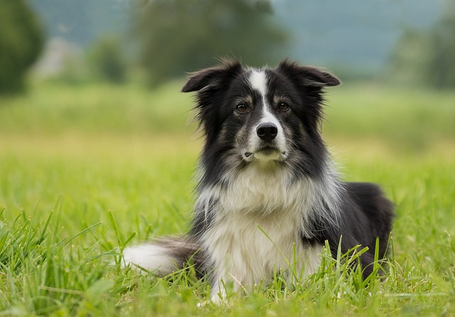 Is Lavender Safe for Dogs? Lavender Essential Oil