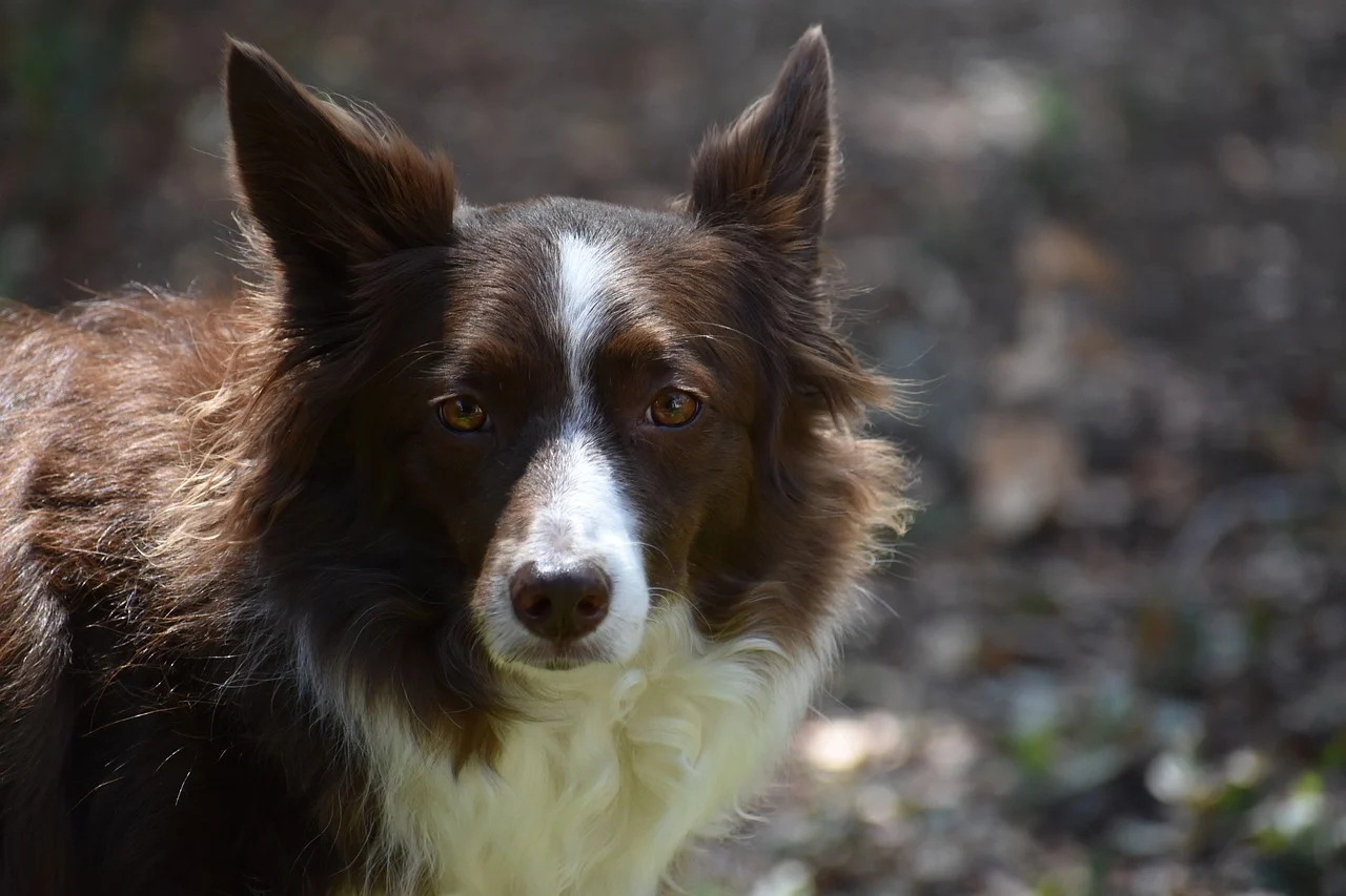 Why Is My Dogs Nose Running? Finding the Reasons