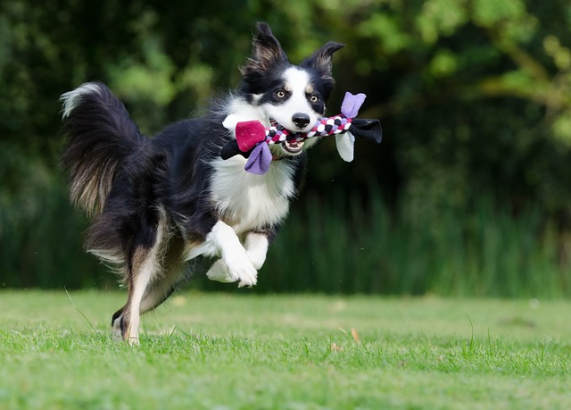 Why Is My Dogs Nose Running? Finding the Reasons