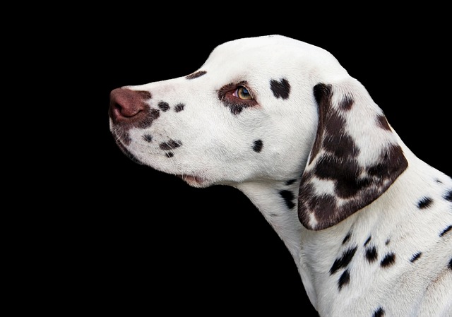 Long Haired Dalmatian Breeder: Methods of Raising Long Haired Dalmatians