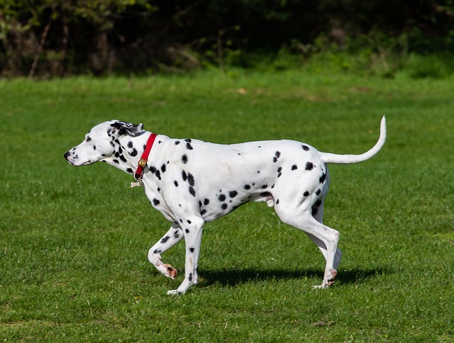Long Haired Dalmatian Breeder: Methods of Raising Long Haired Dalmatians