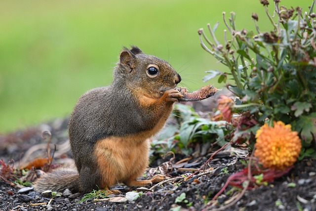 squirrels  favorite food