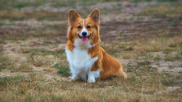 Can Dogs Have Brussel Sprouts