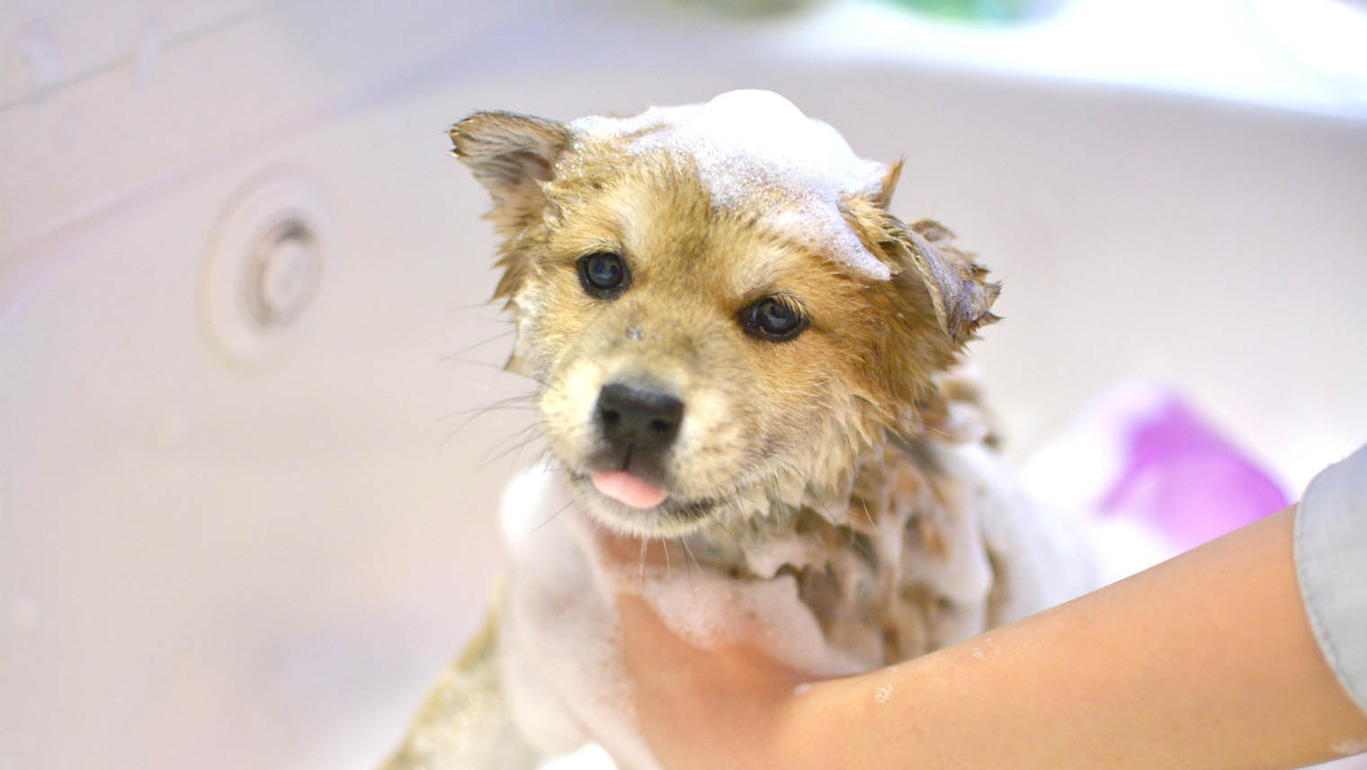 Dog Soap: Cautions on Using Soap for Dogs