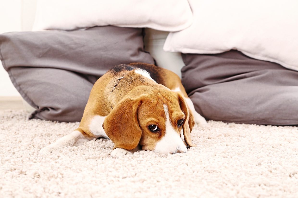 Why Is My Dog Sleeping Alone?