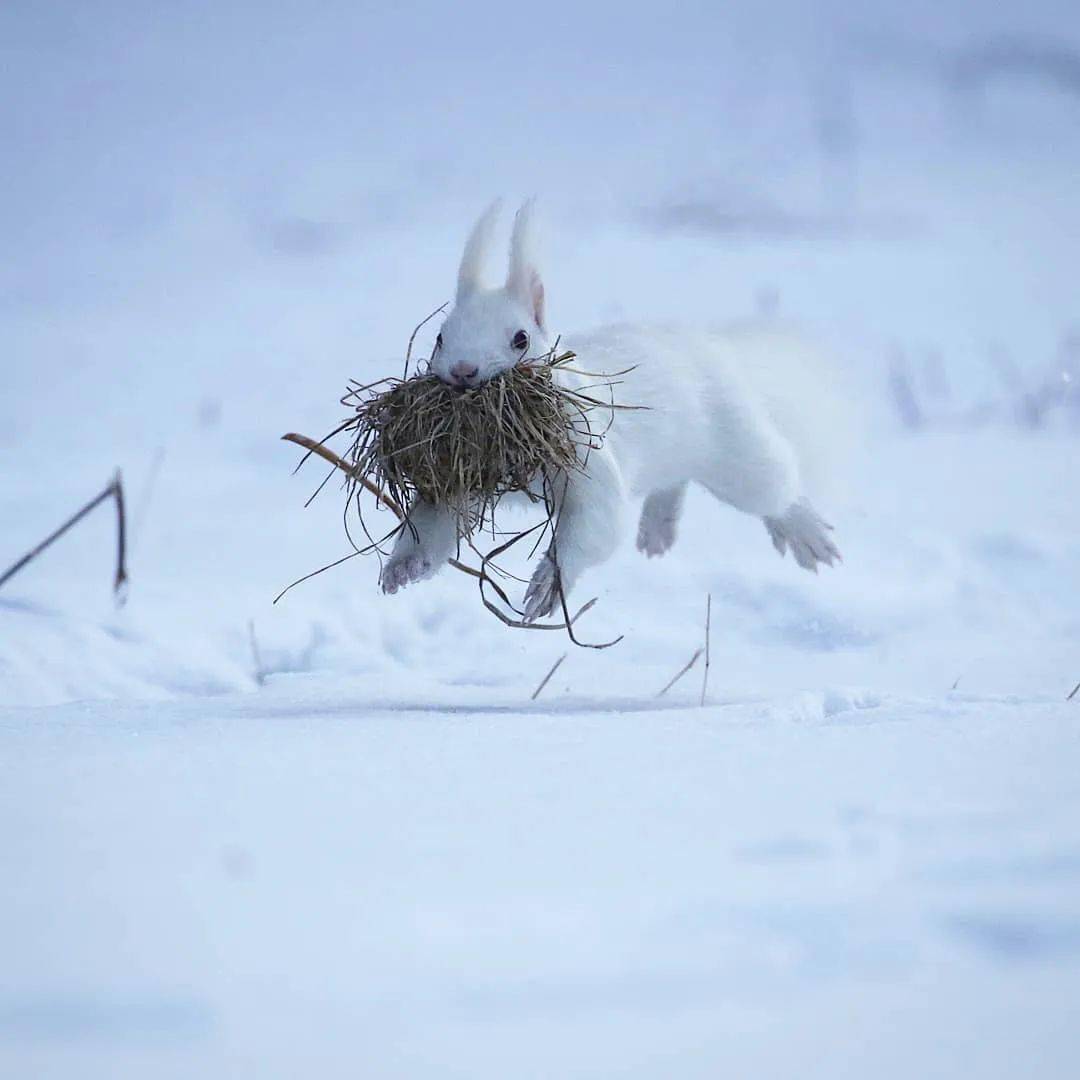 white squirrel