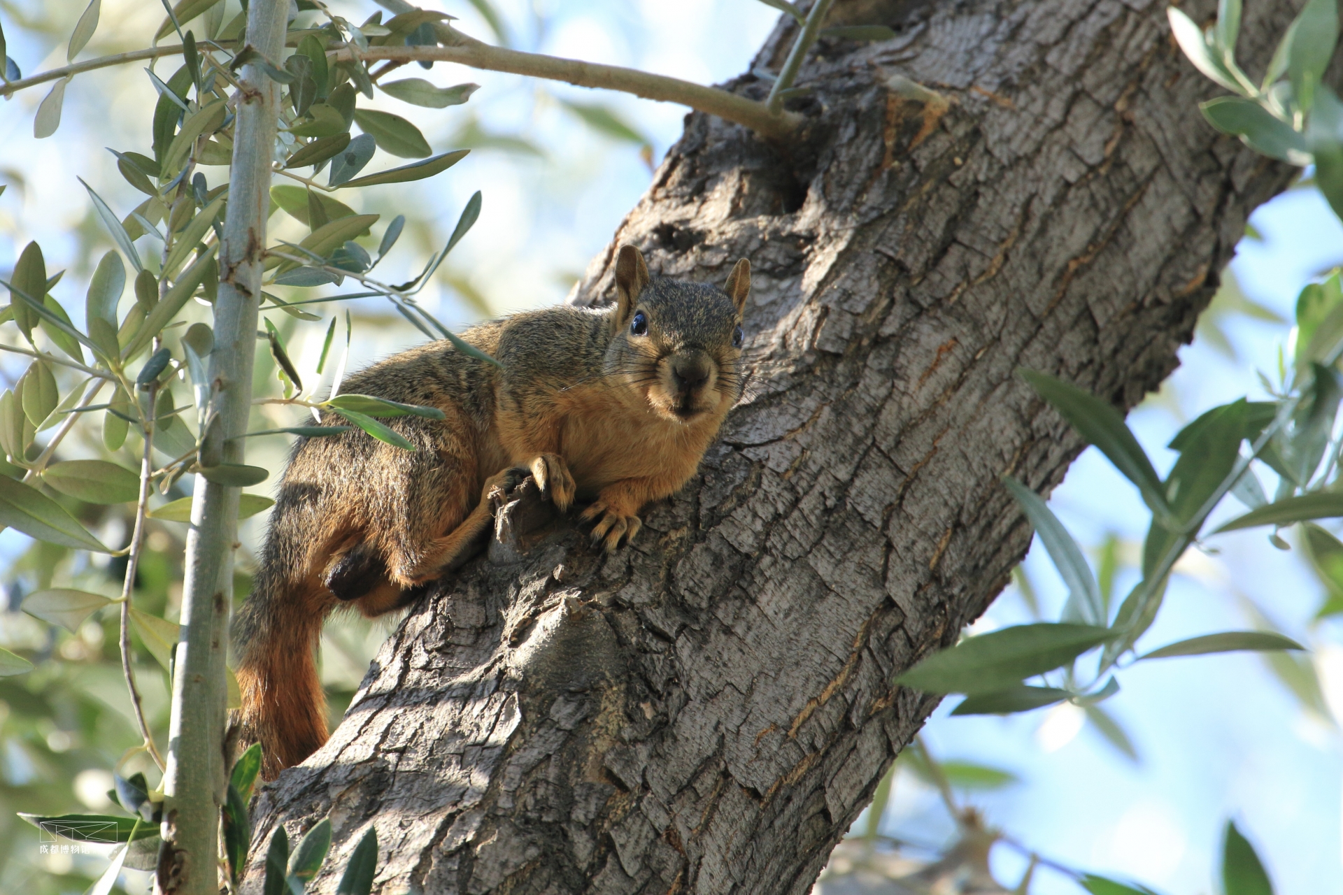 fox squirrel vs red squirrel