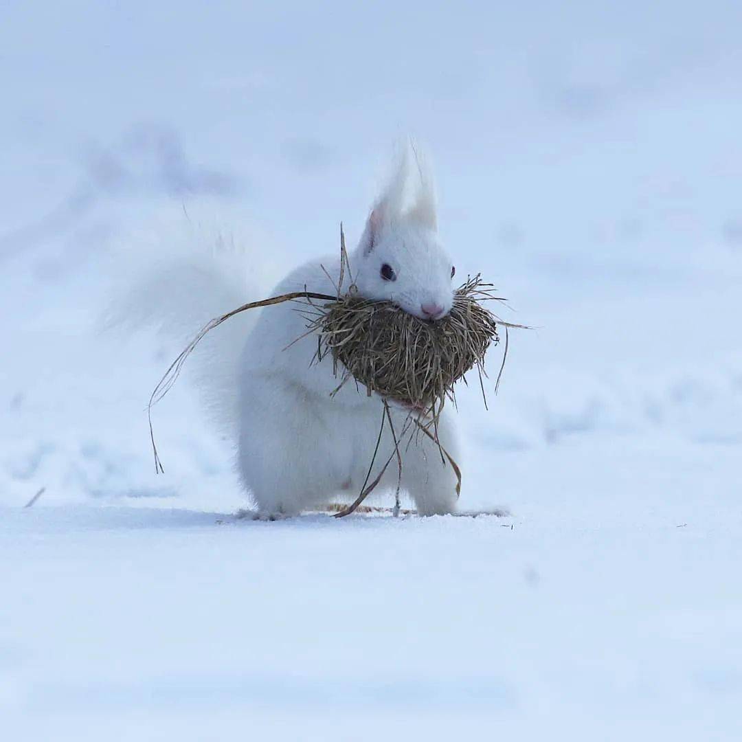 white squirrel