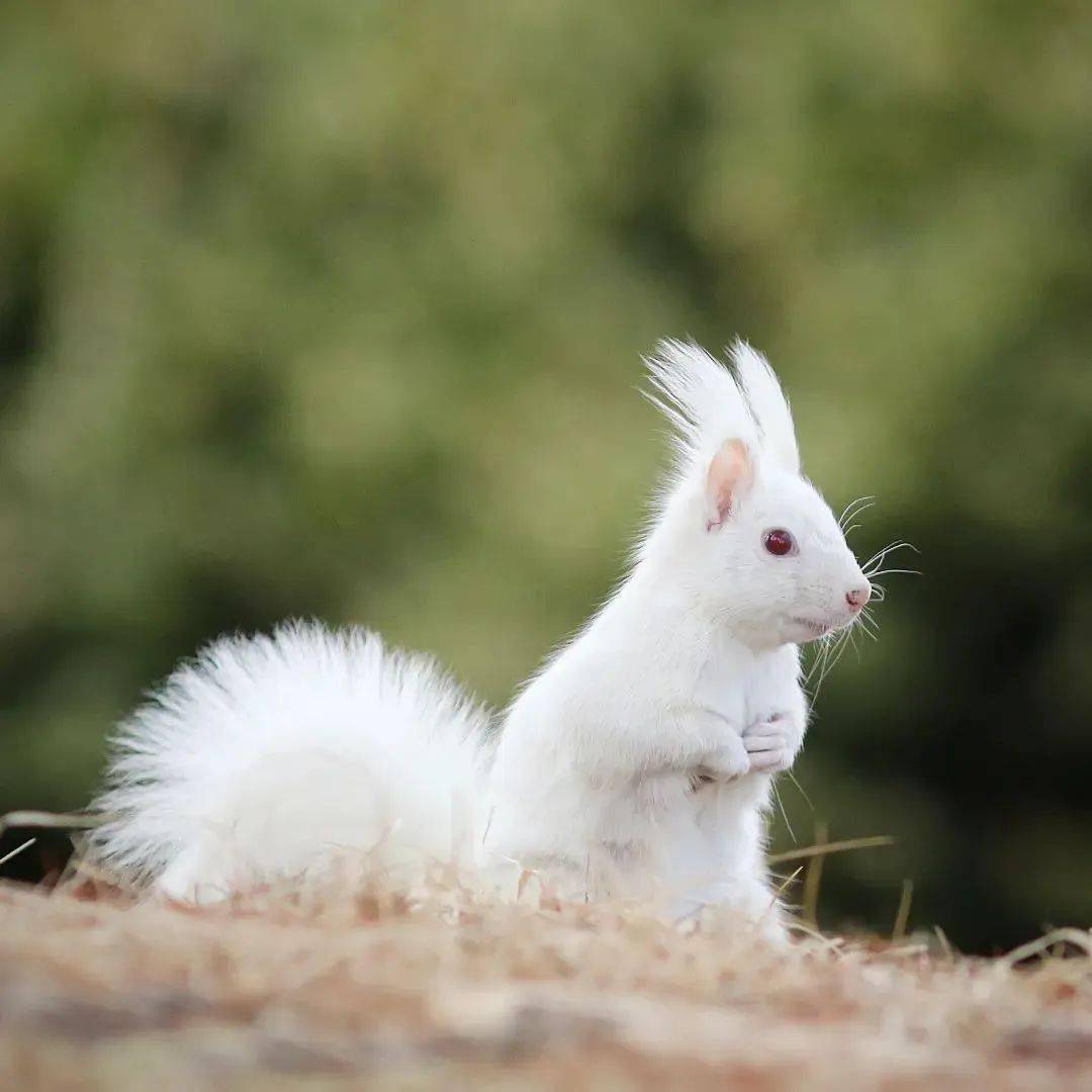 white squirrel