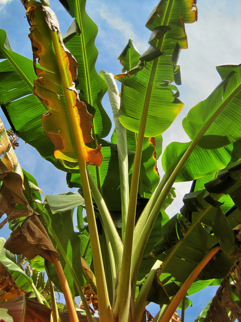 4 Ways to Reproduce Banana Plant
